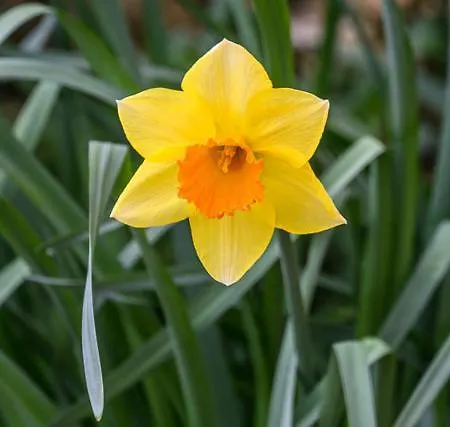 Les Jonquilles Bed & Breakfast